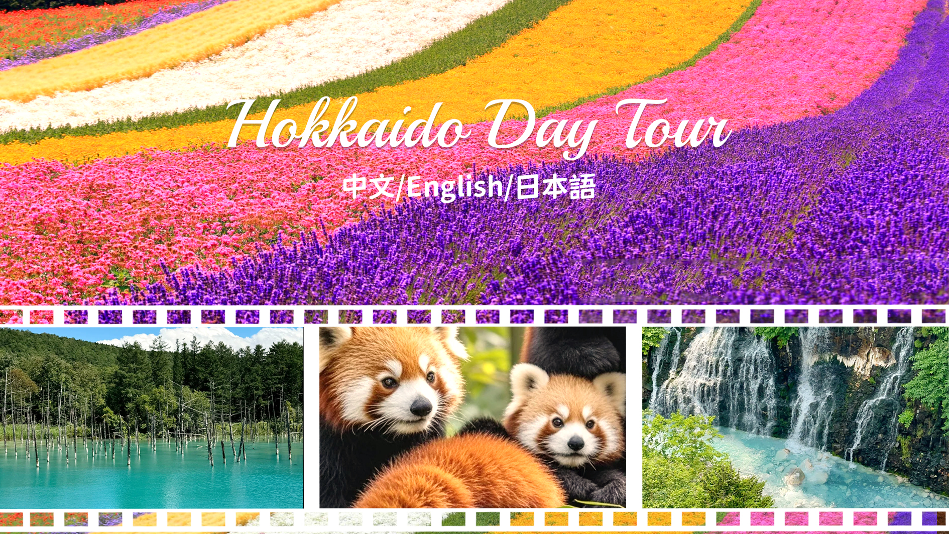 北海道经典一日游&富良野赏花一日游｜旭山动物园&美瑛网红树&森林精灵露台&富田农场（中英文服务）