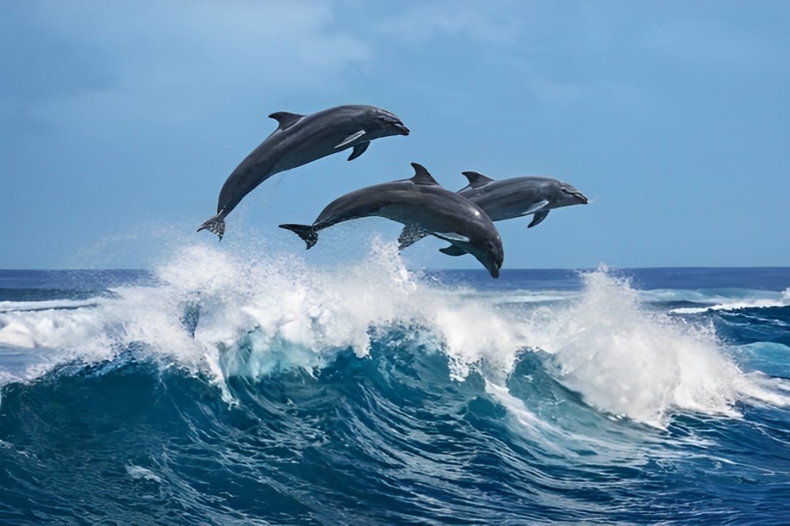 斯蒂芬斯港一日游