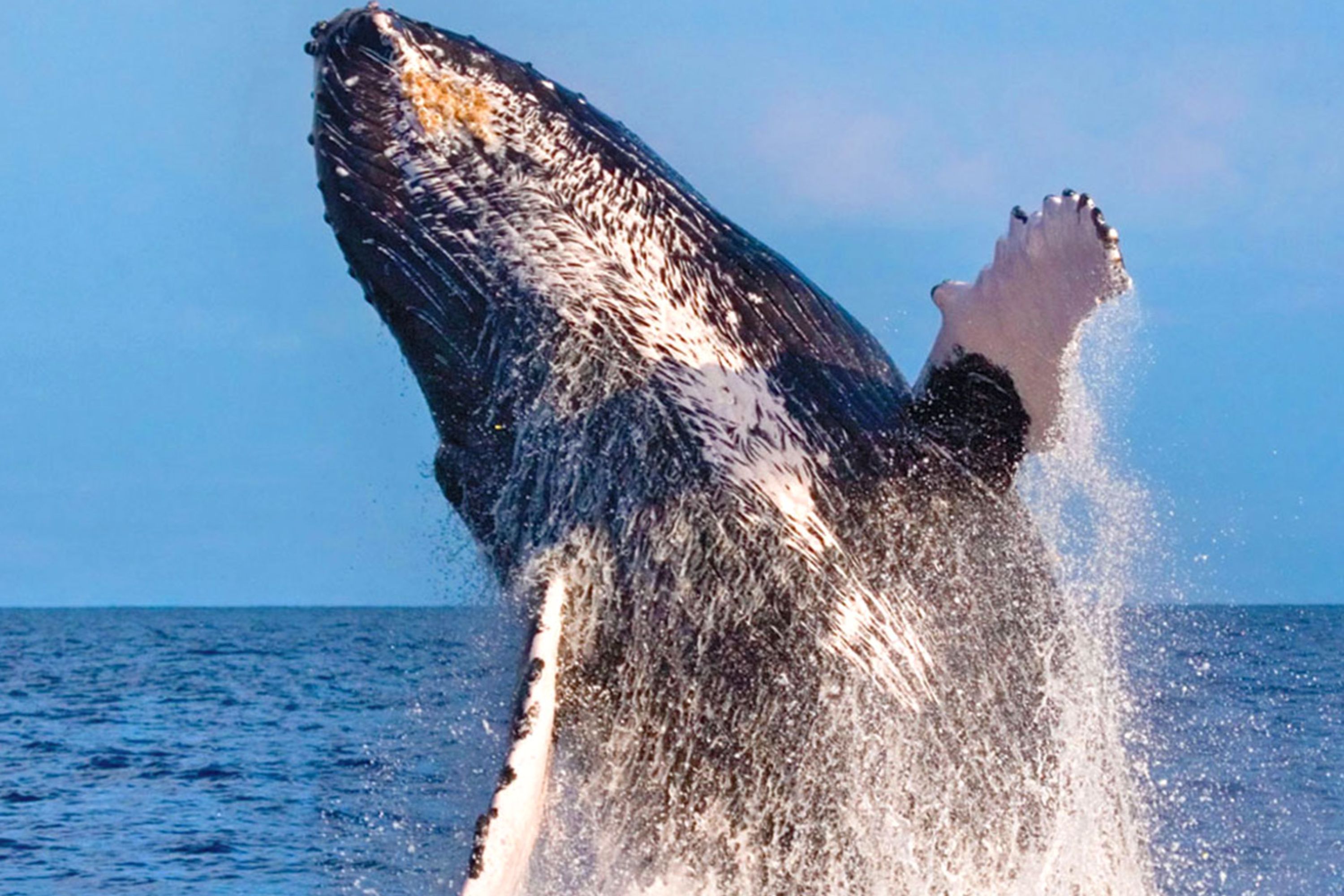 凯瓦洛港赏鲸体验（含接送服务）