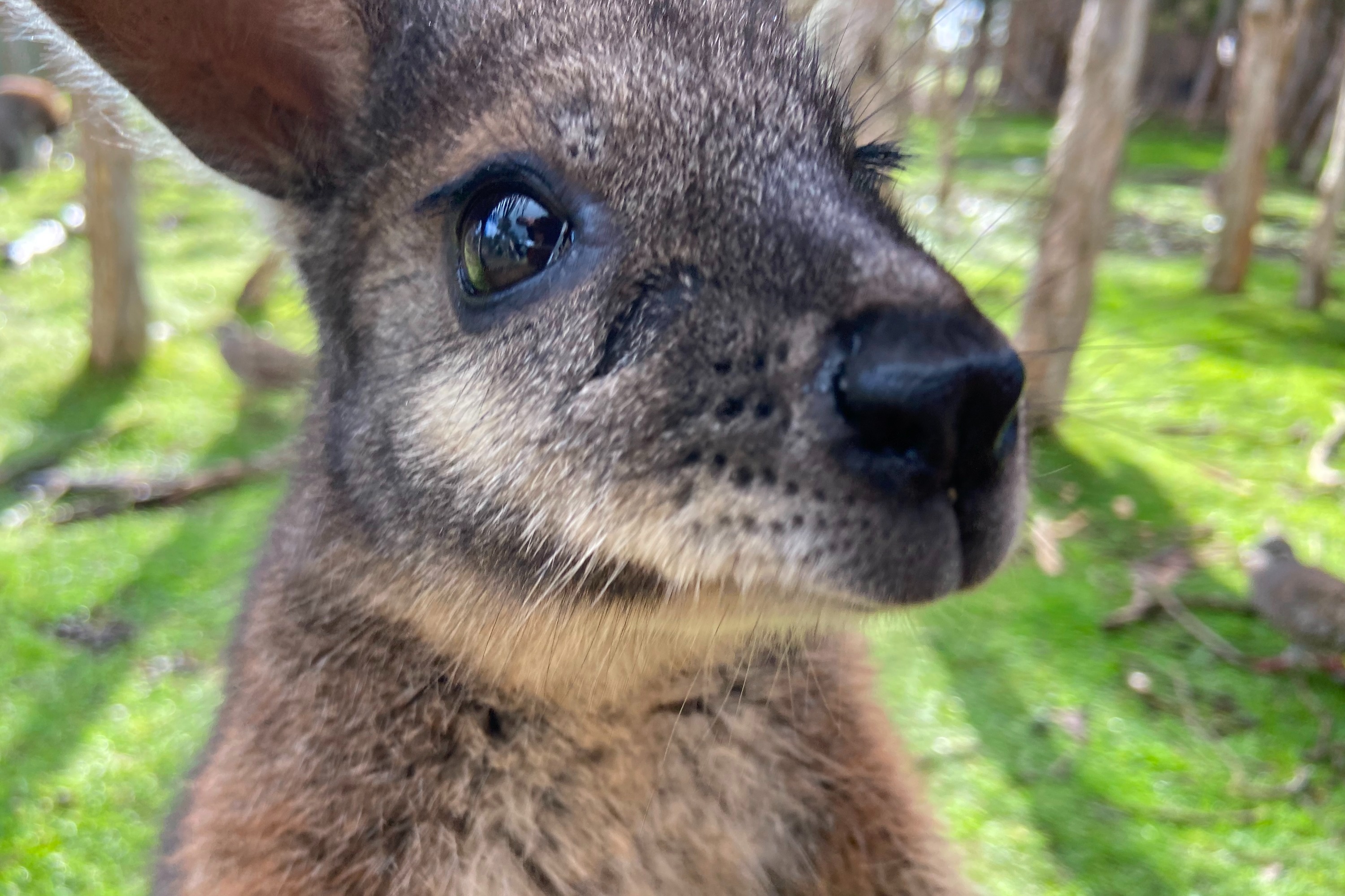 月光圣殿和布莱顿海滩包厢半日游