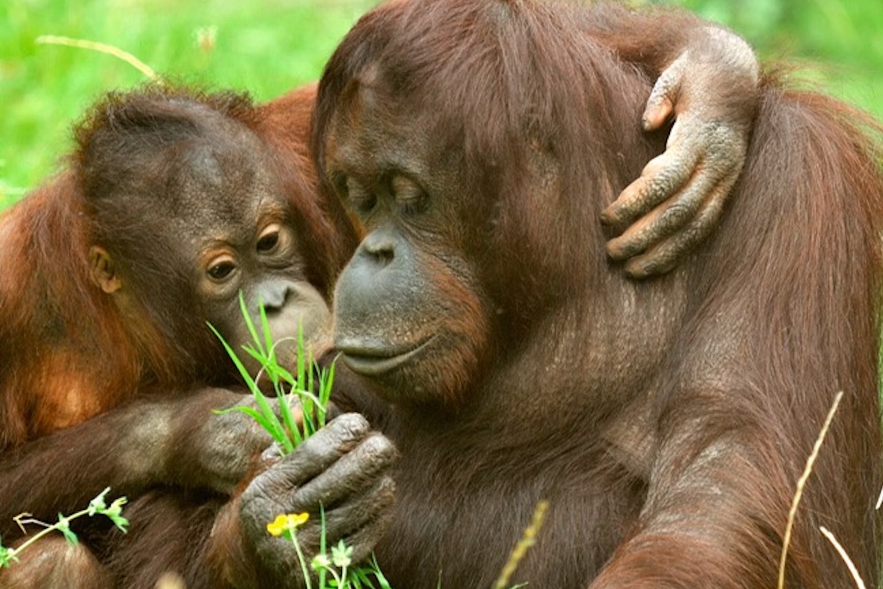 科隆动物园门票