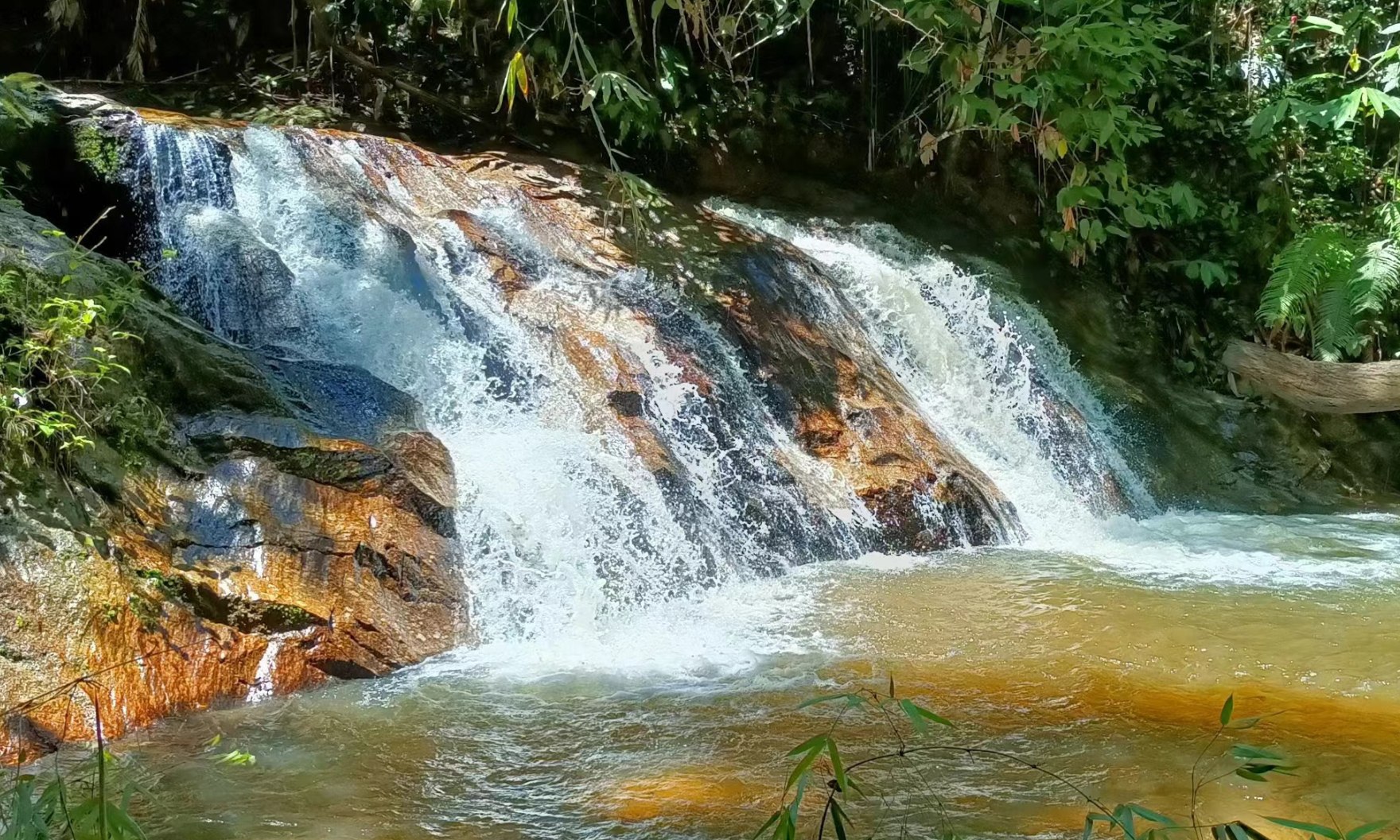 半日森林浴体验