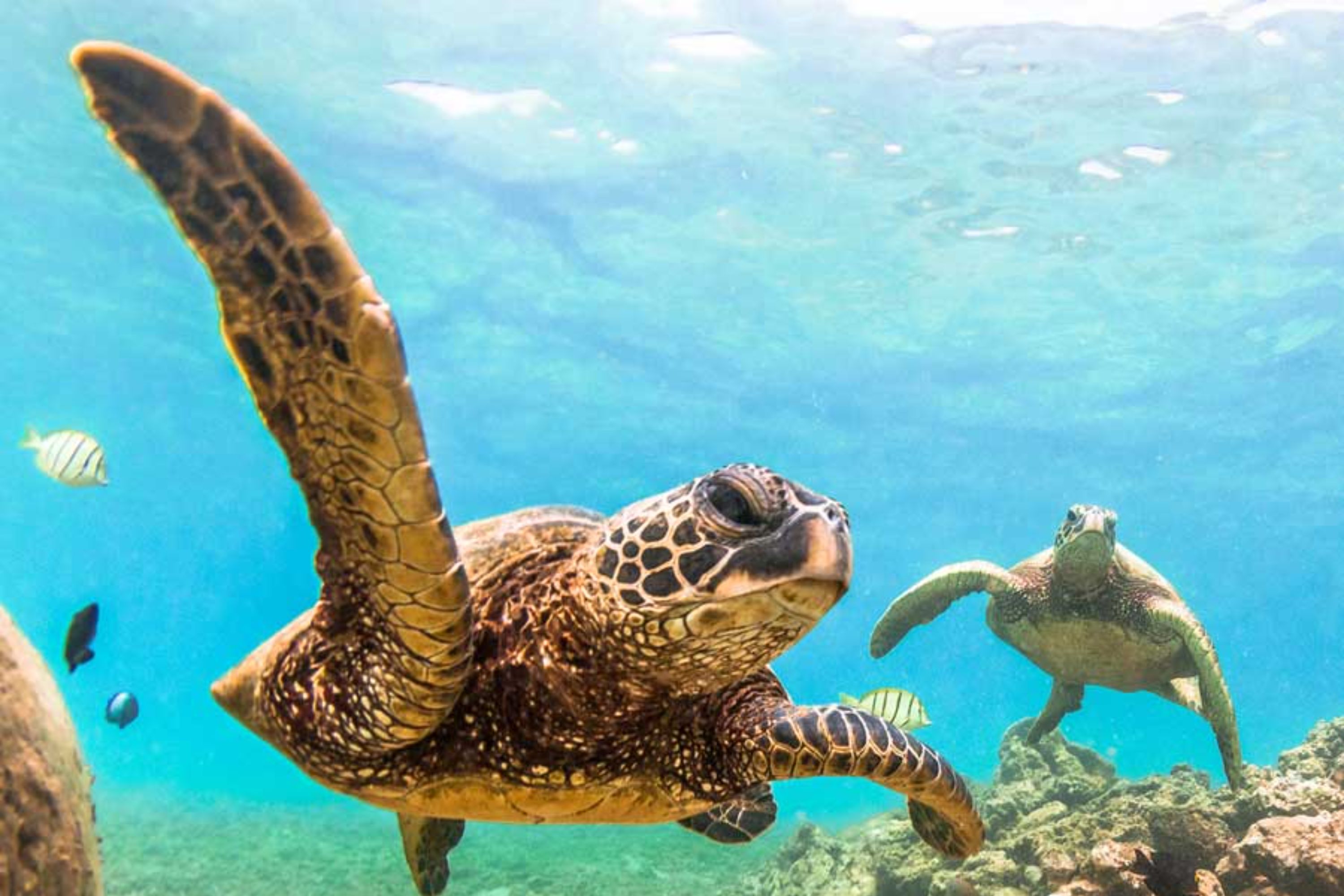 凯瓦洛港晨间浮潜 & 帆船体验