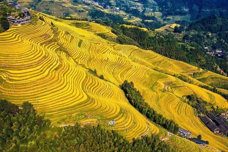 桂林出发龙脊梯田 平安壮寨 长发村 金坑梯田 私人导览1日游