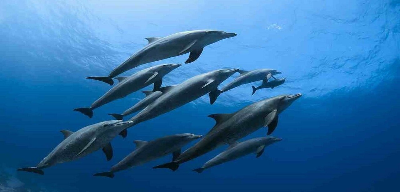 赫尔格达海豚之家 