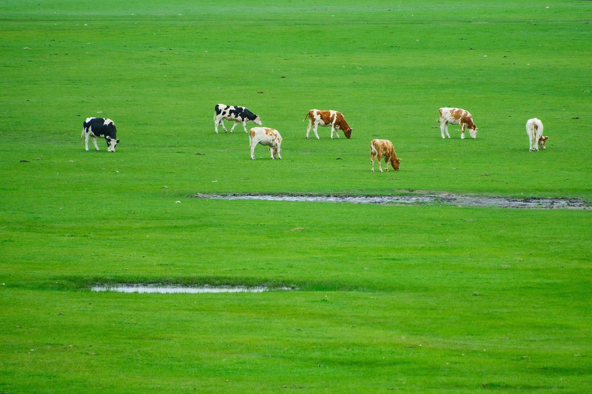 内蒙纵贯草原7日（马背骑行+巴尔虎马之舞表演+牧民牧户特色体验+乌兰山+边境卡线+莫日格勒河穿越+额尔古纳湿地）