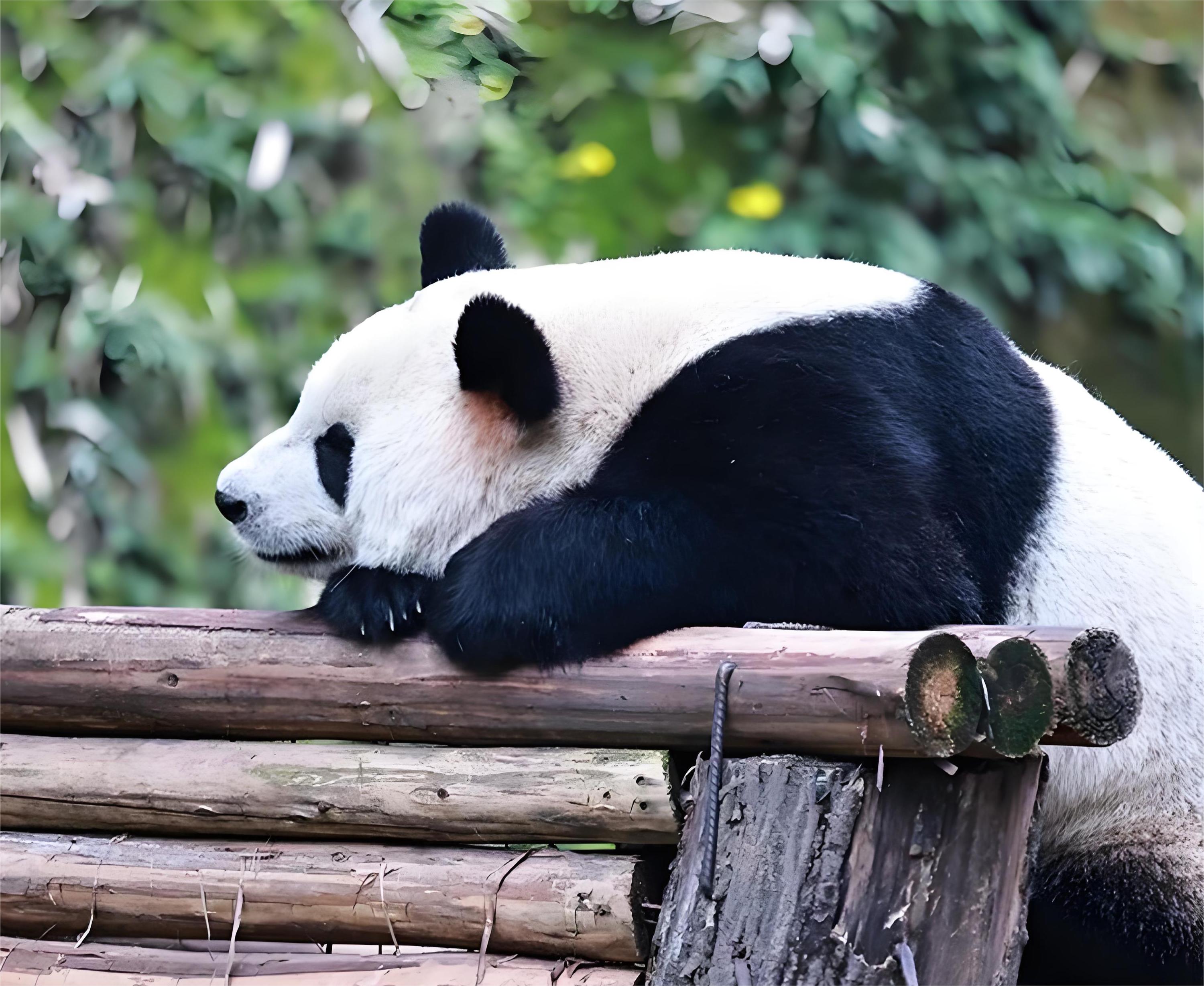 重庆私人导览半日游（史迪威将军博物馆+罗汉寺+重庆动物园）