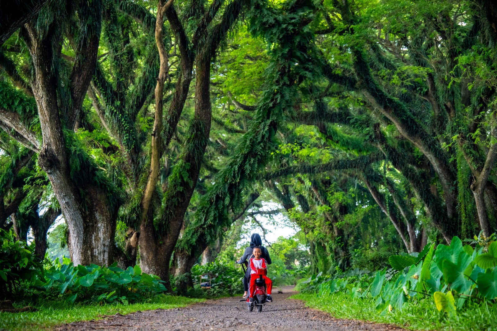 泗水德贾瓦坦森林与阿拉斯普沃国家公园一日大自然之旅