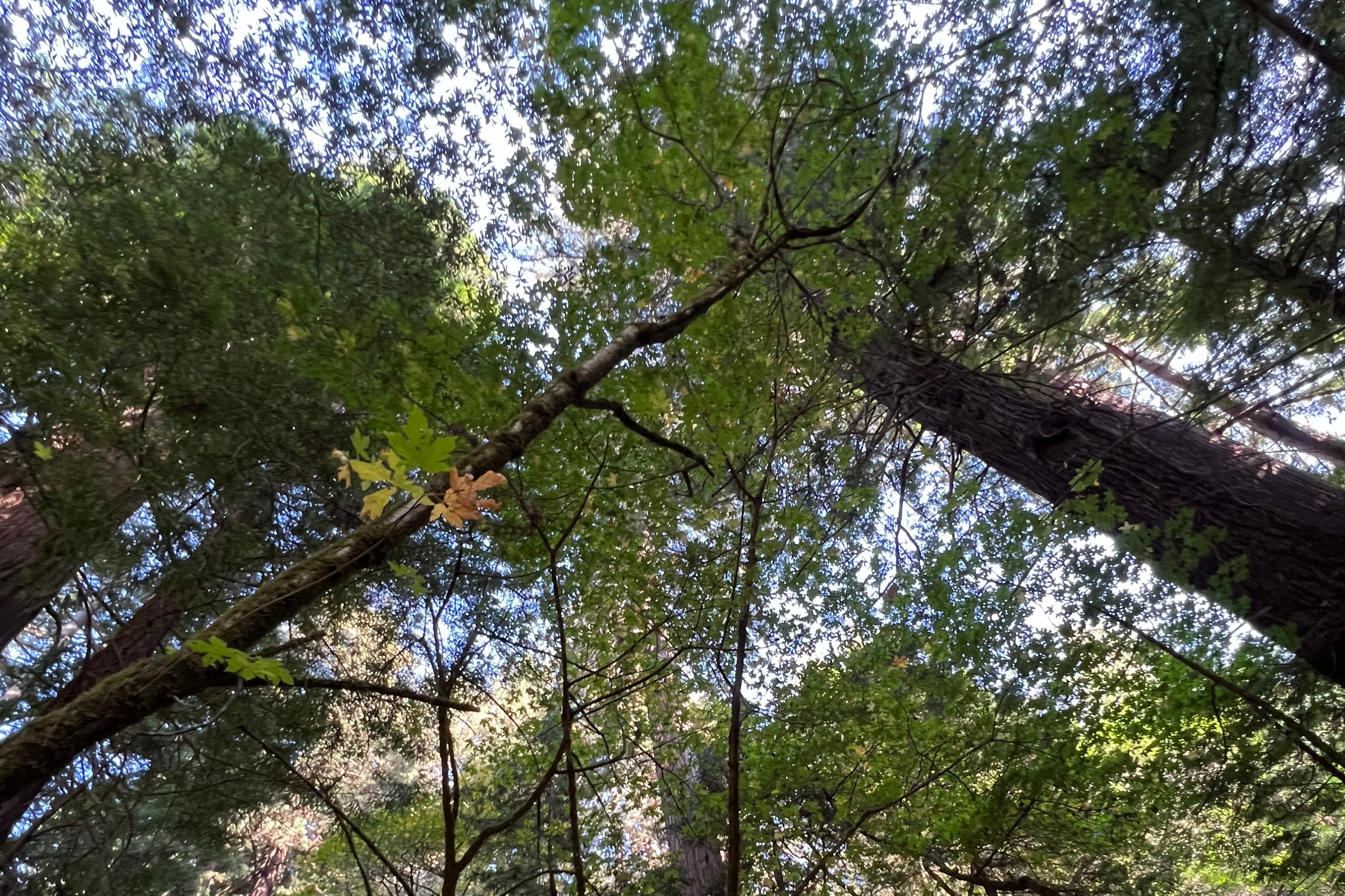旧金山出发的缪尔森林、索萨利托和葡萄酒之旅