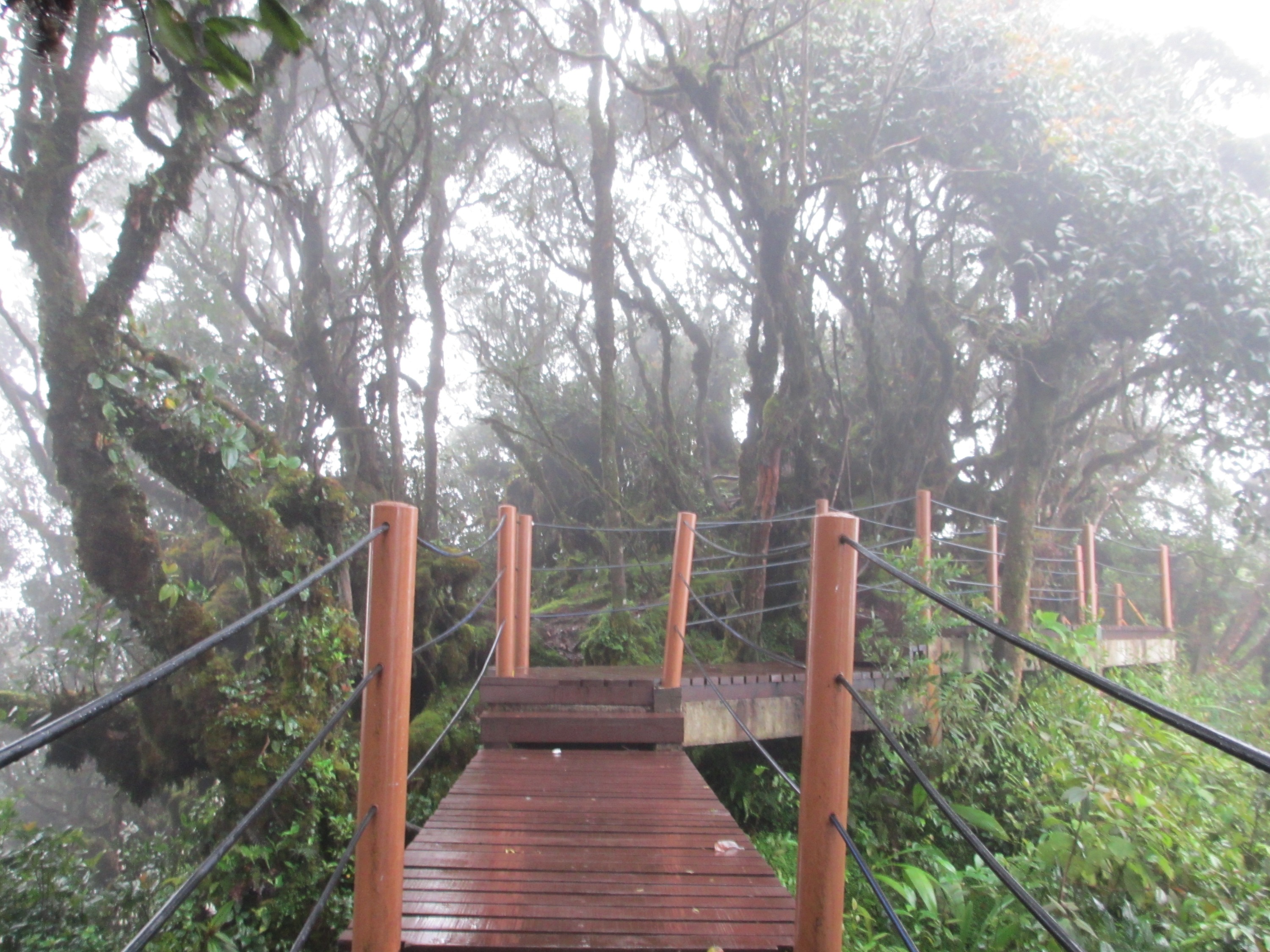 金马伦高原苔藓森林半日游