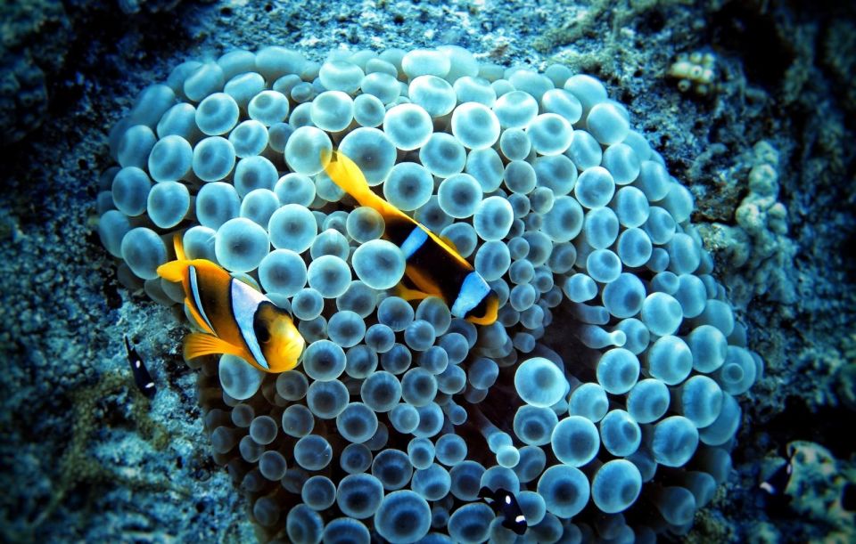 赫尔格达：前往 5 个岛屿的私人快艇（含午餐） & 饮料