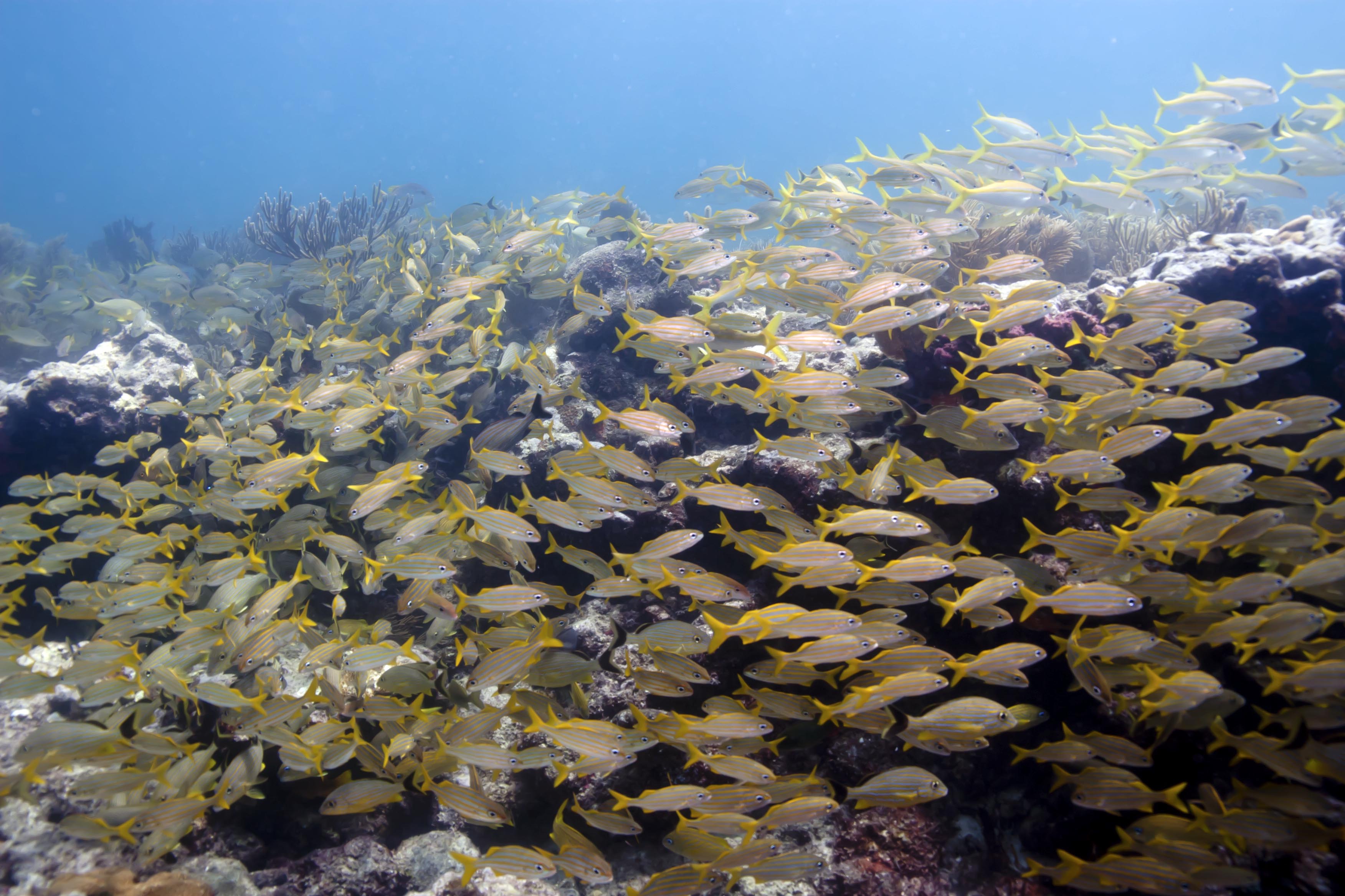 重新开始：斯拉莫拉达的水肺复习（PADI 5* 中心）