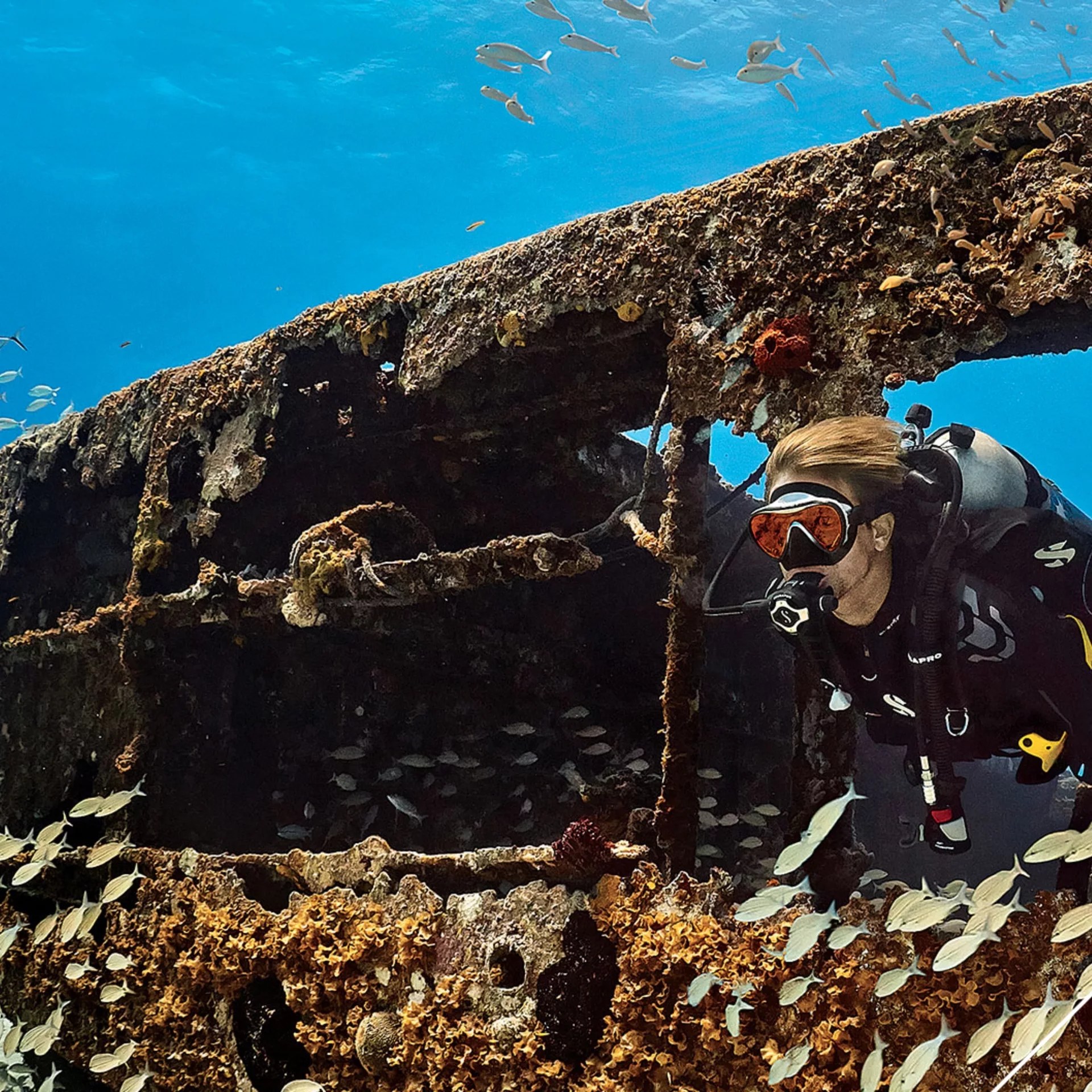 比斯坎湾关键挑战：PADI 高级潜水员 5* 潜水中心