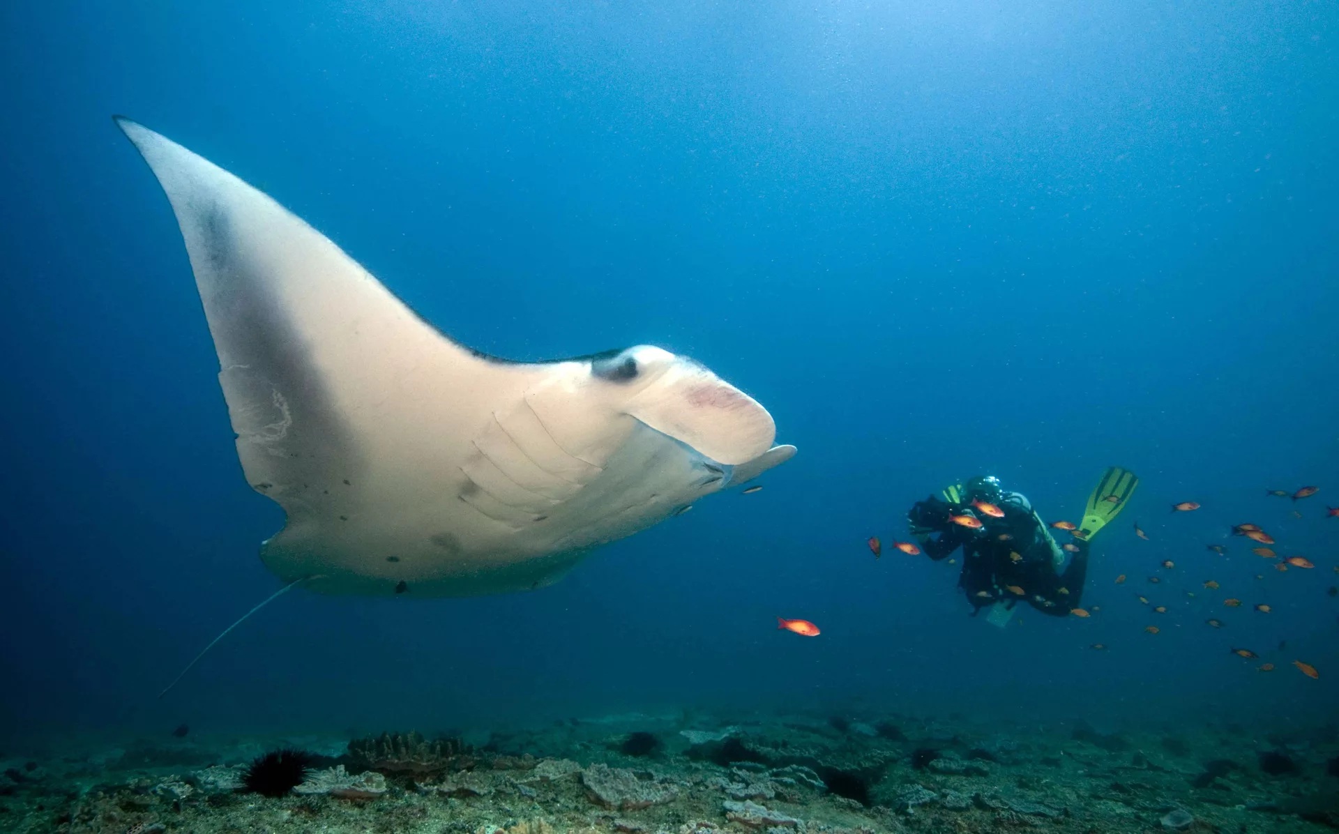 蓝梦岛和佩尼达岛潜水二人组：与 PADI 5* 中心一起潜水 2 次