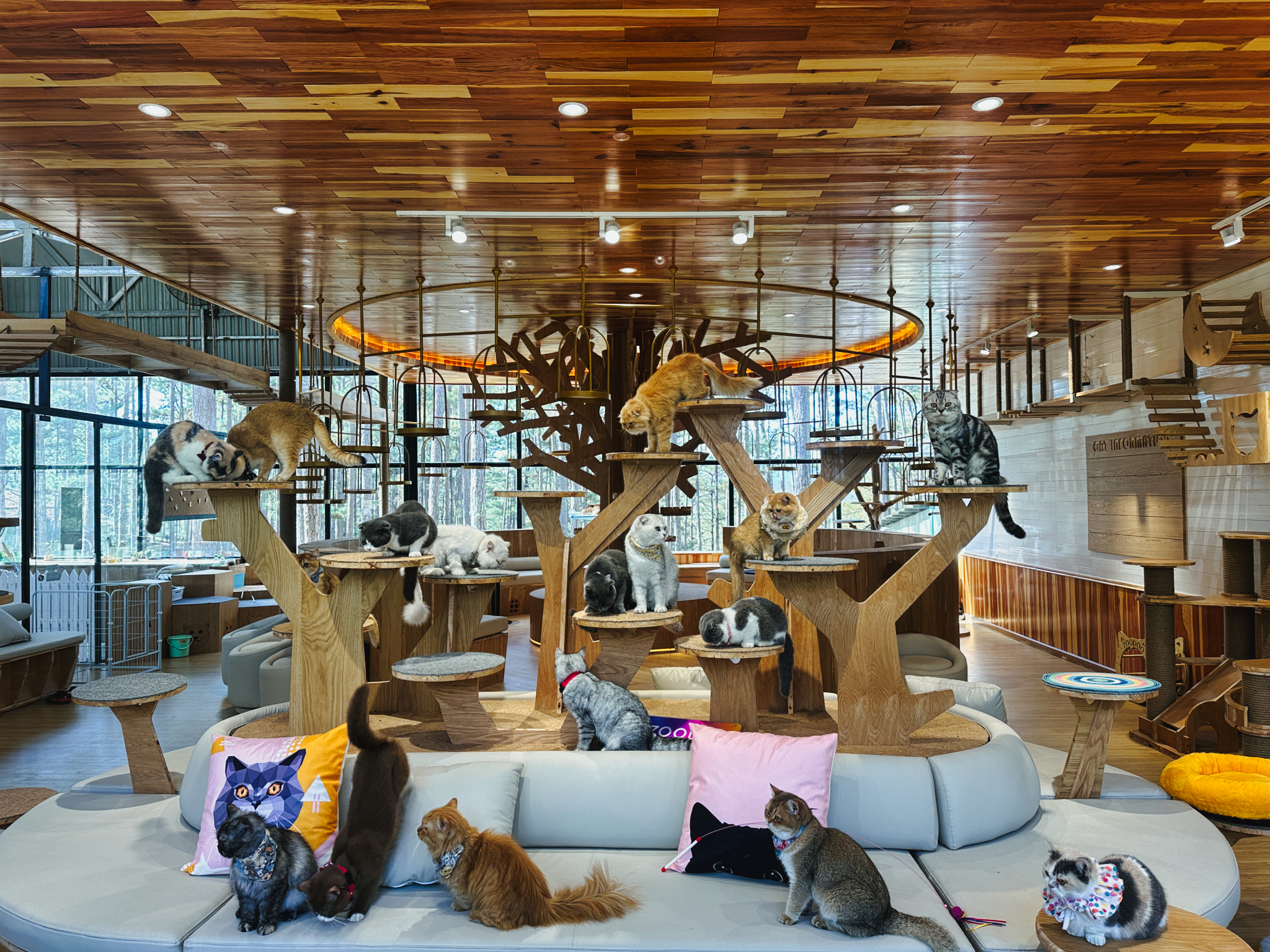 大叻 Pawsome Haven 门票