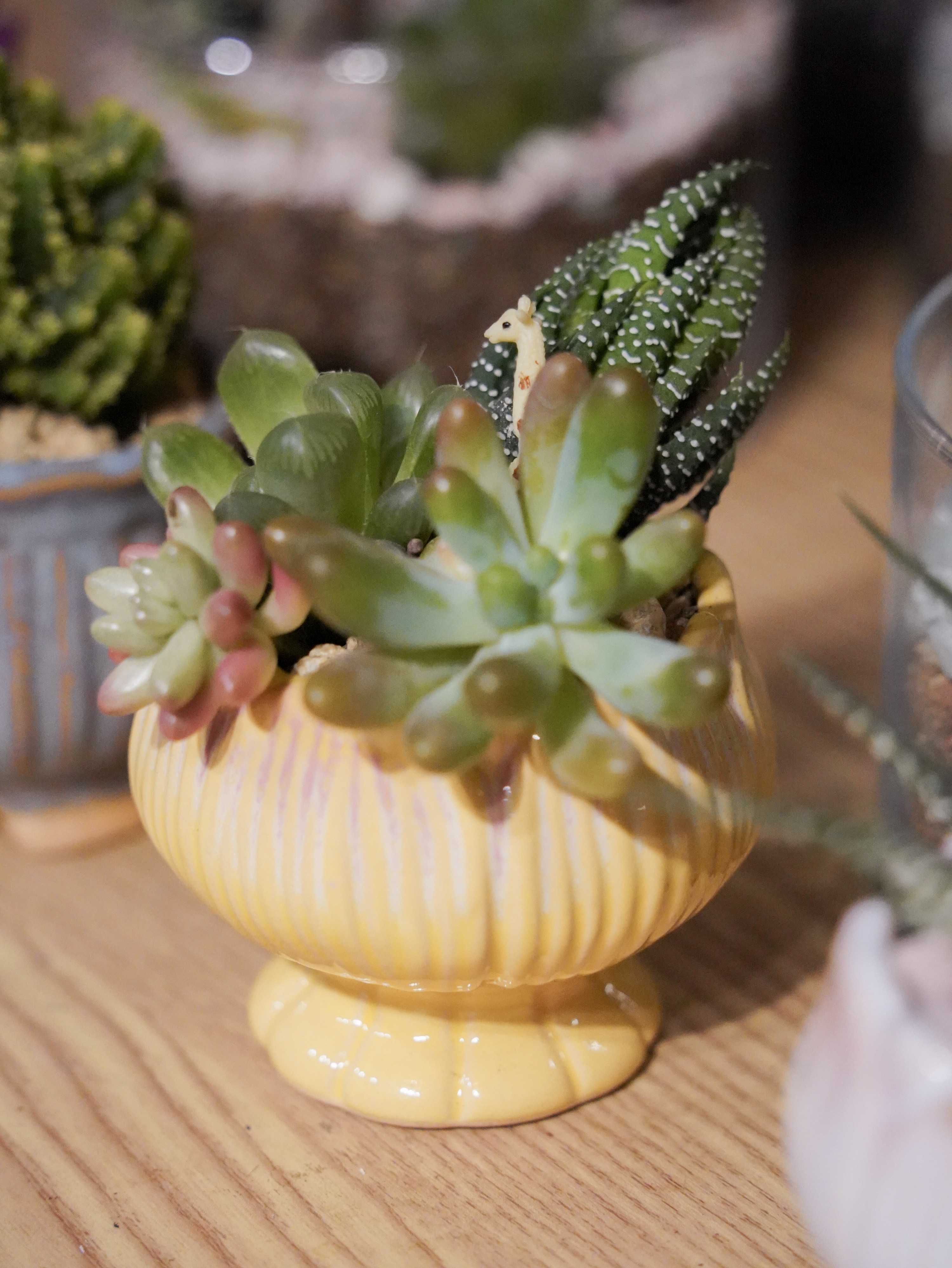 Myosotis.flower - 多肉植物盆栽工作坊