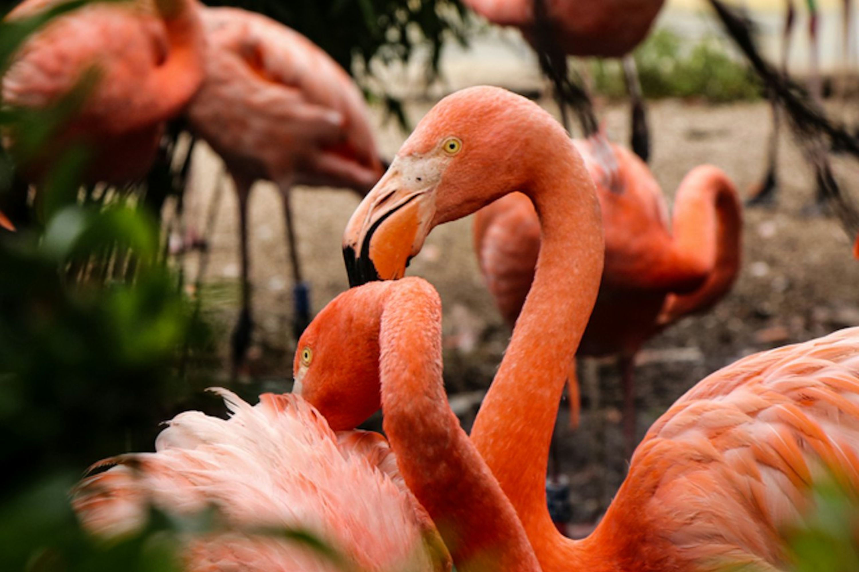 佛罗里达州火烈鸟花园门票