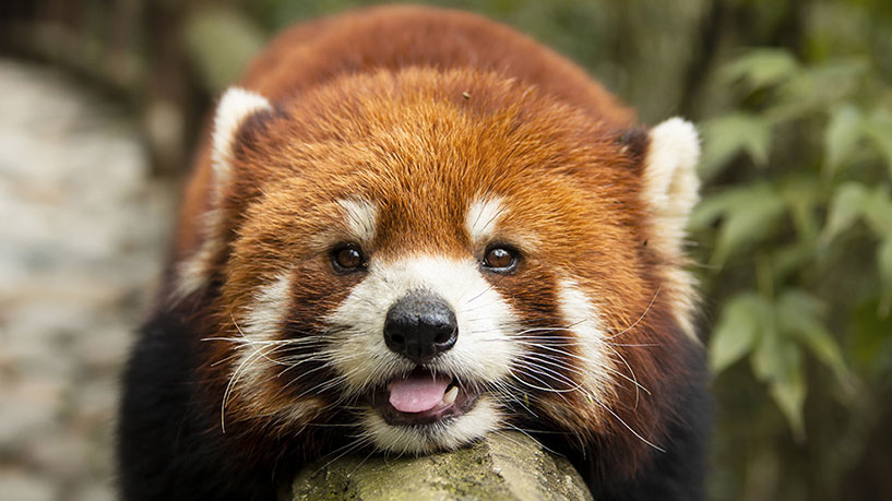 成都都江堰+熊猫谷一日游