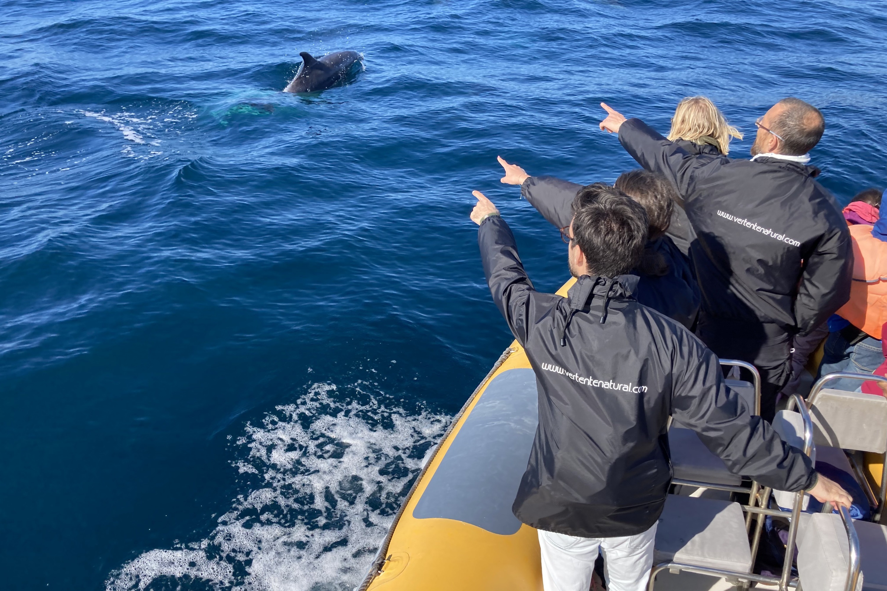 阿拉比达自然公园观赏海豚体验