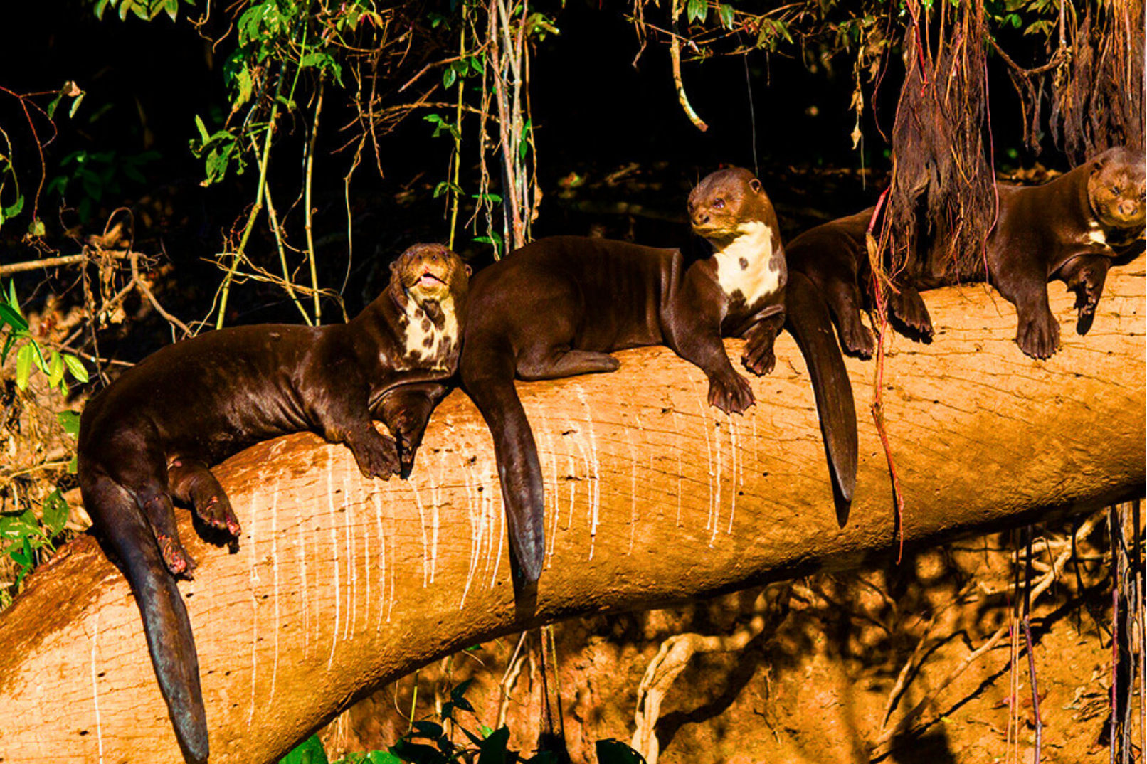 马努生物圈保护区6日游