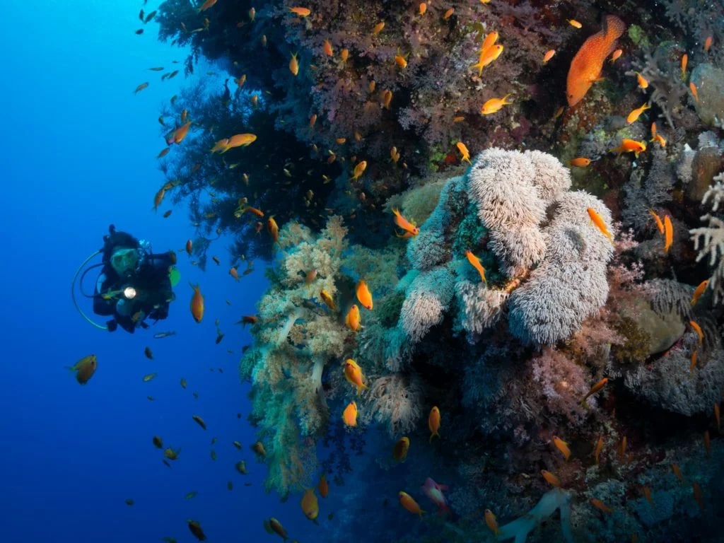 探索巴厘岛南部的深海：PADI高级课程 5* 中心