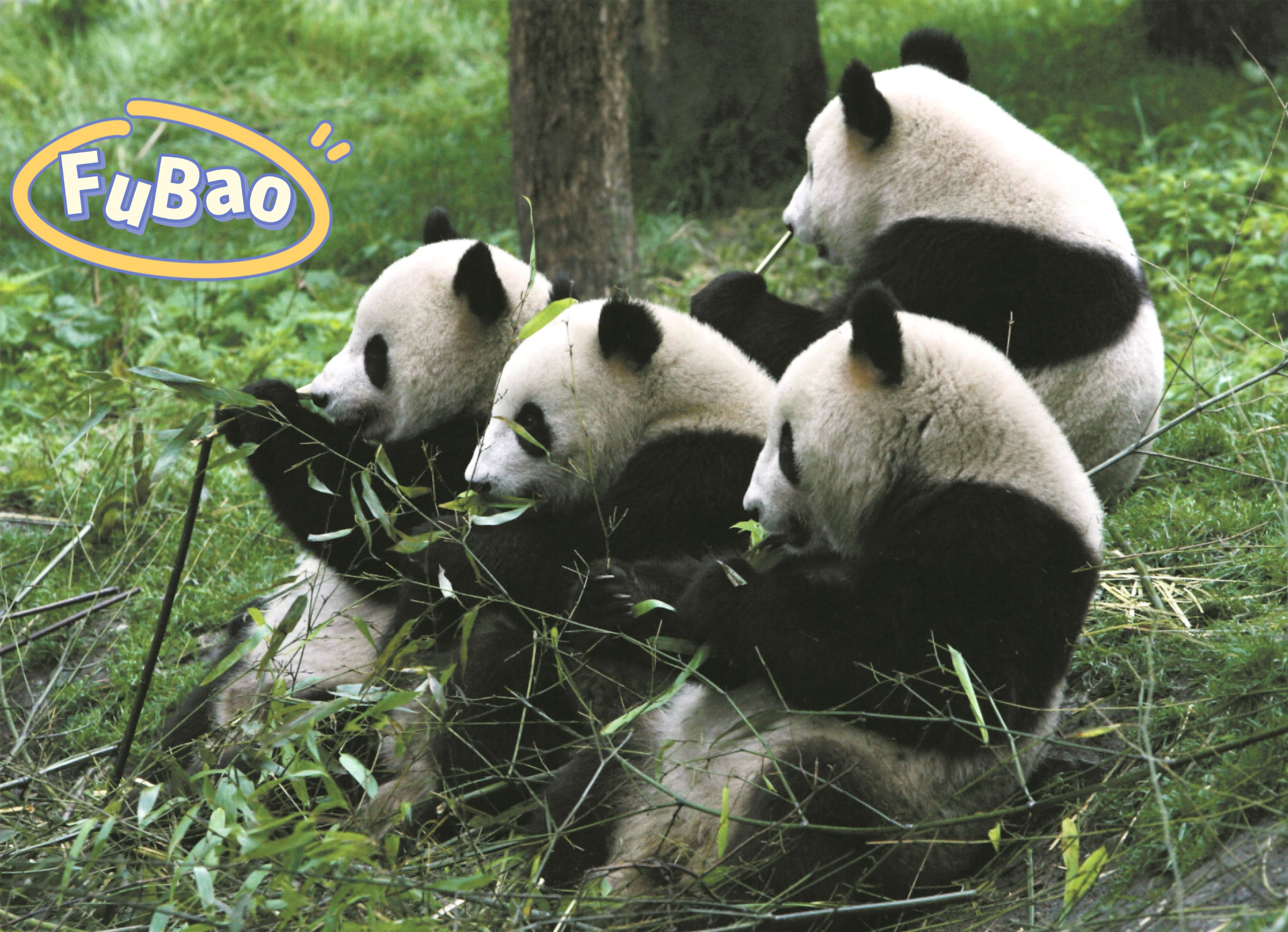 卧龙神树坪大熊猫基地一日游/包车 私家团 /可预约“大熊猫爱心志愿者”活动  