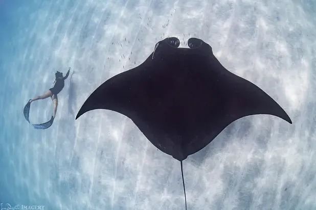 宁格鲁礁潜水体验（遇见蝠鲼）