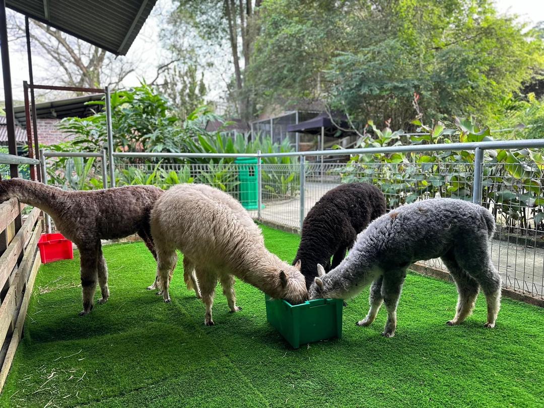 雪兰莪沙登G2G动物园门票