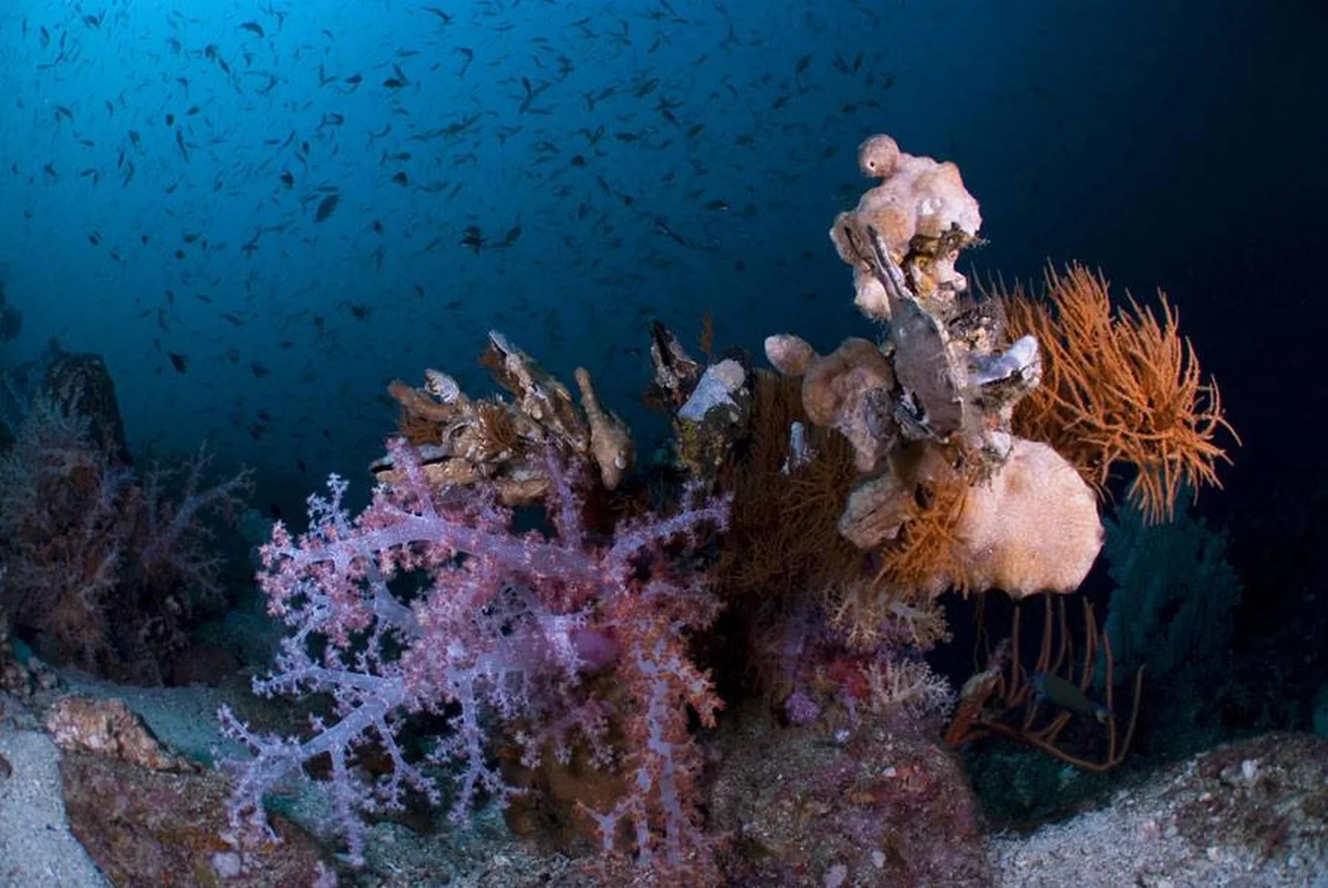 探索丽贝岛的深处：与 PADI 5* 中心一起进行水肺潜水探索