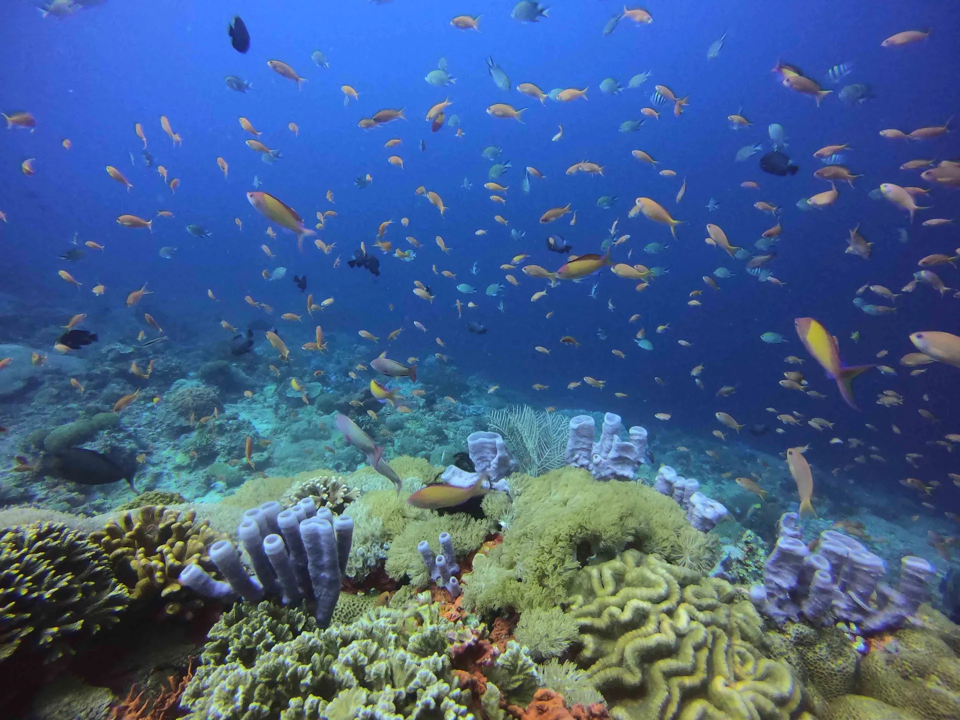 图兰奔潜水逍遥游：探索PADI水肺一日游 5* 中心