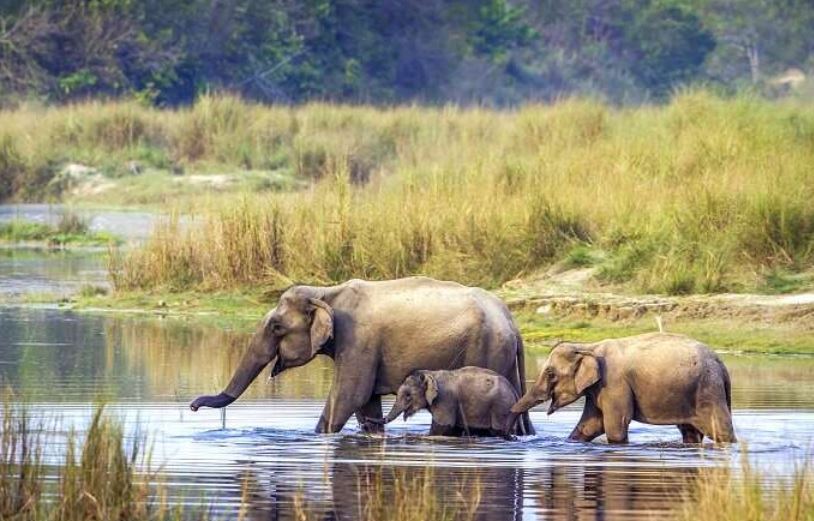 巴迪亚国家公园野生动物探险