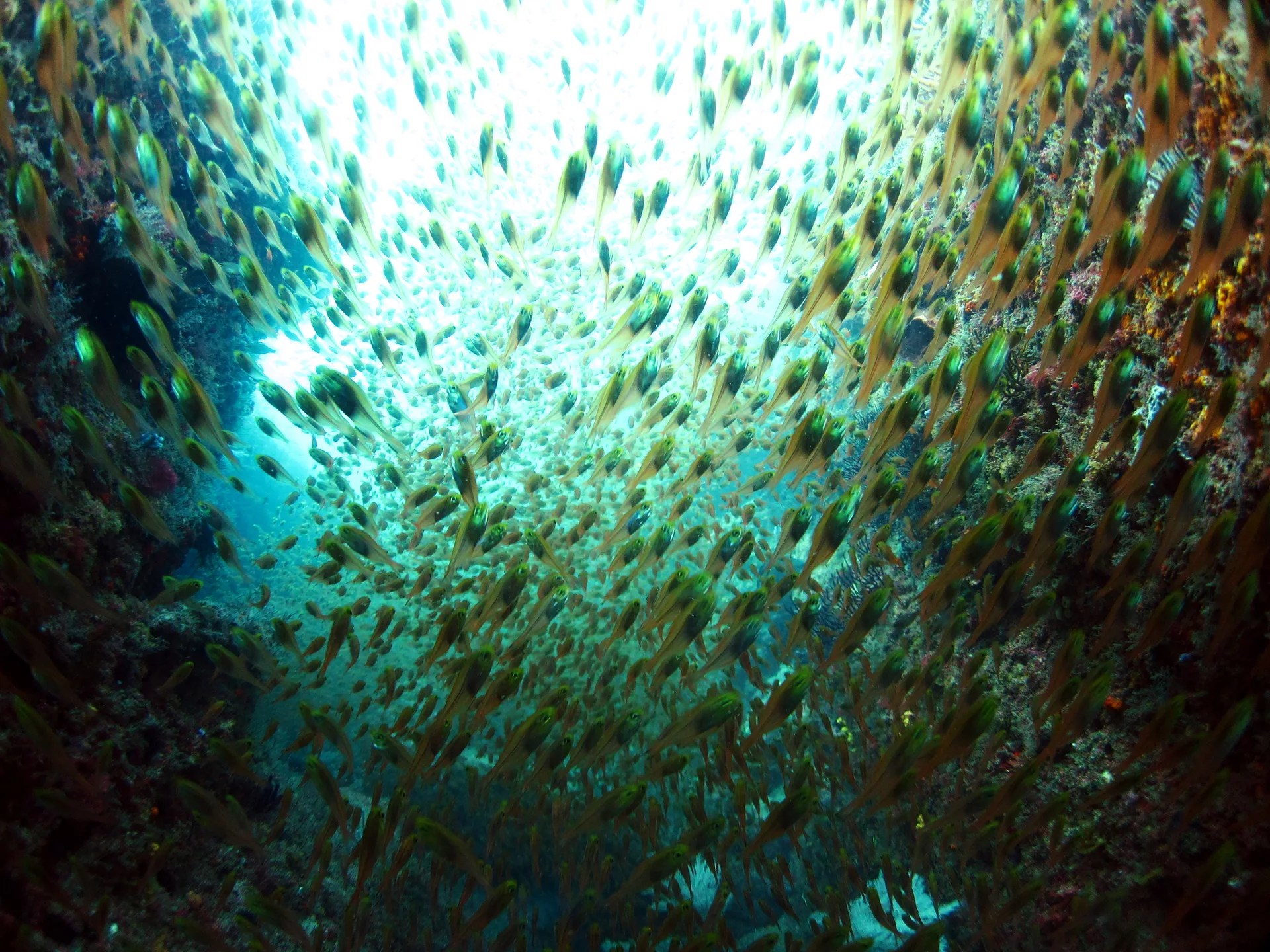 探索大阪海底：PADI 5* 中心的 3 天开放水域潜水员