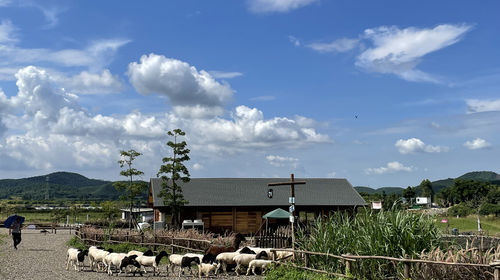 LAVENDER1922农场部落