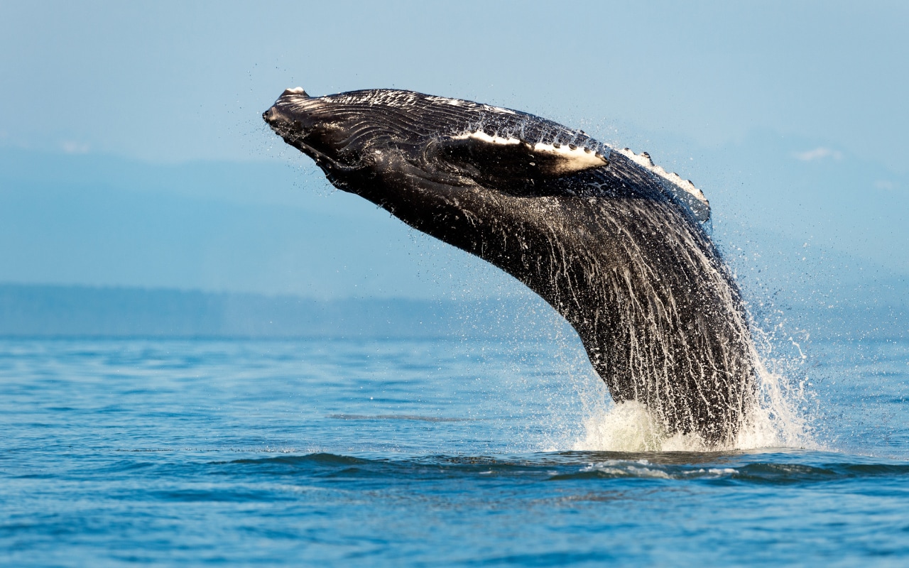 雪梨赏鲸探险游船