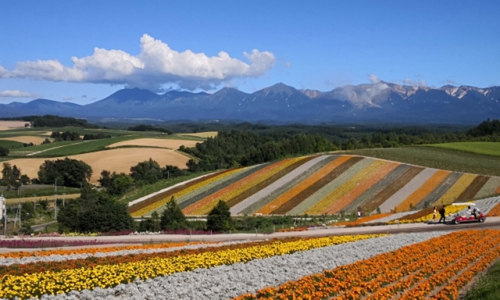 北海道热门一日游行程: 美瑛青池 & 旭山动物园 & 富田农场（札幌出发）