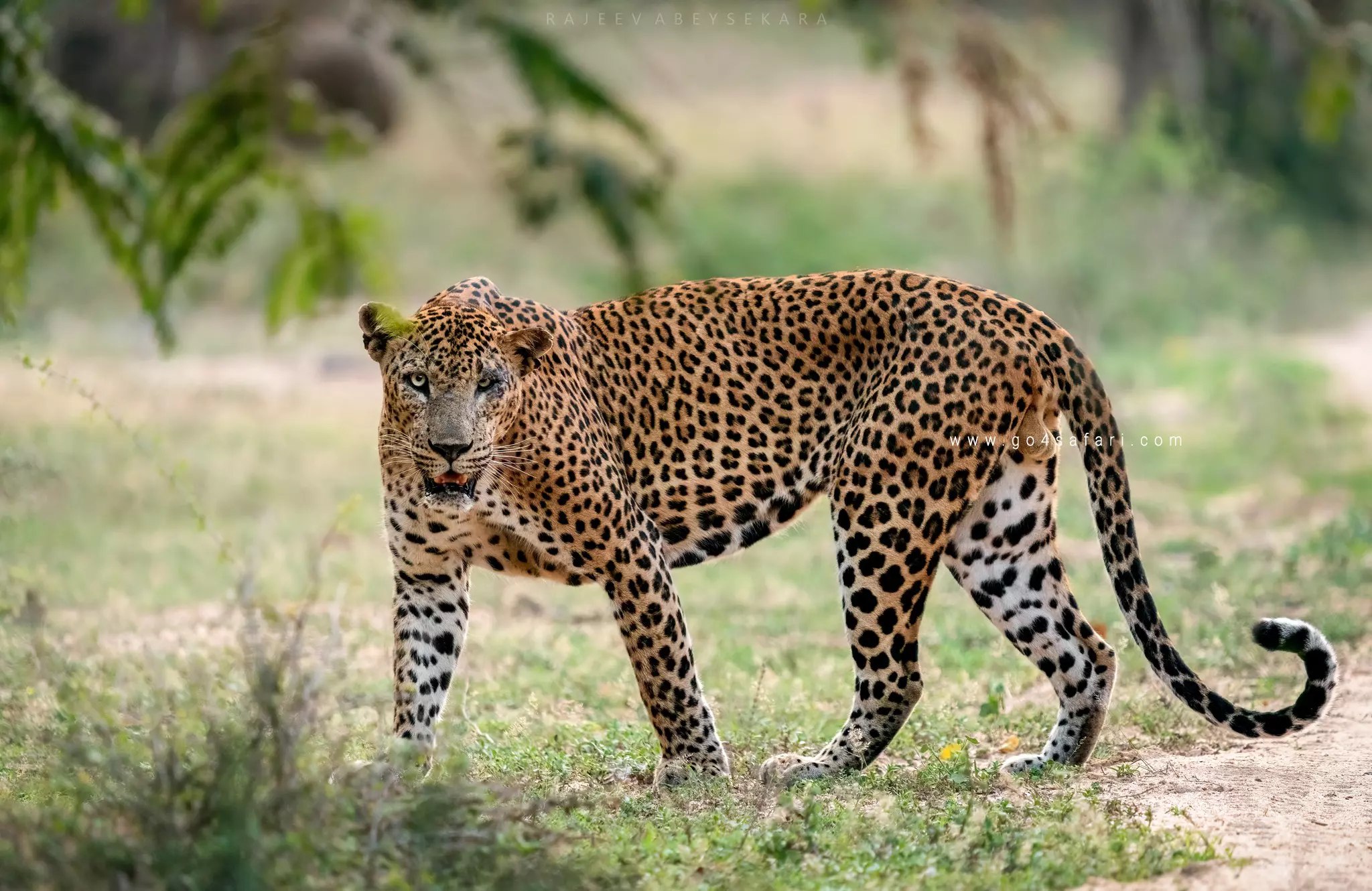雅拉国家公园野生动物园私人半日游