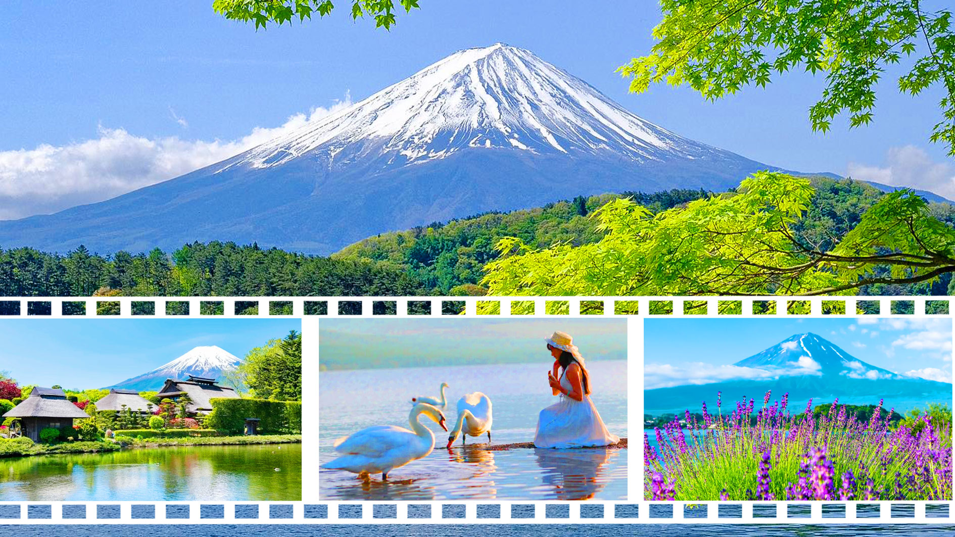 富士山五合目赏花打卡一日游｜五合目&忍野八海&山中湖喂天鹅&河口湖大石公园（可选中英文服务）