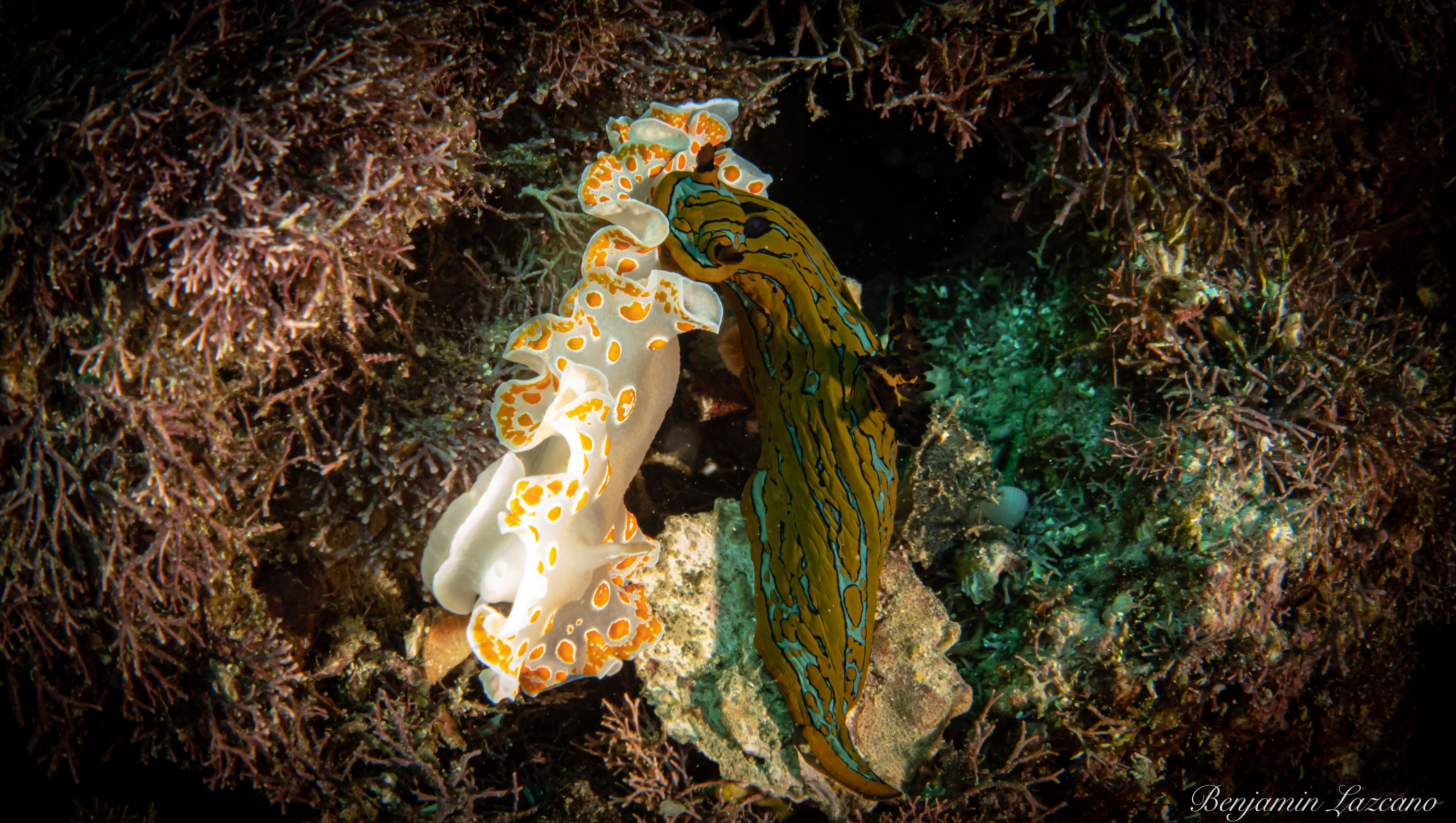 宏观爱好者的梦想：洛斯卡沃斯 PADI 潜水套餐 5* 潜水中心