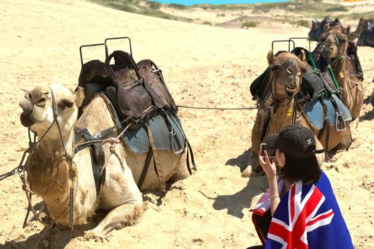史蒂芬斯港一日游（韩国导游）