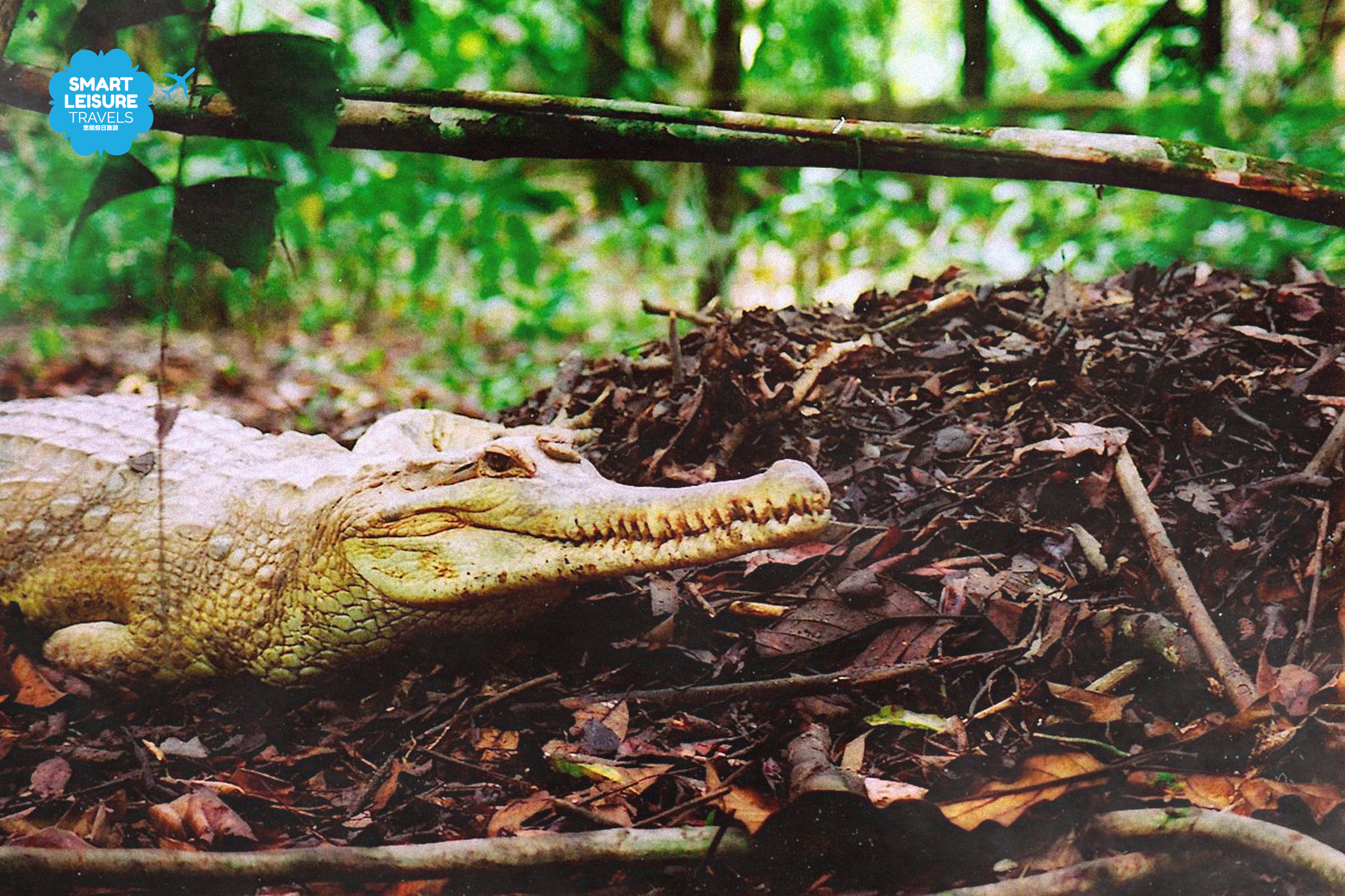 砂劳越宗鳄鱼农场一日游