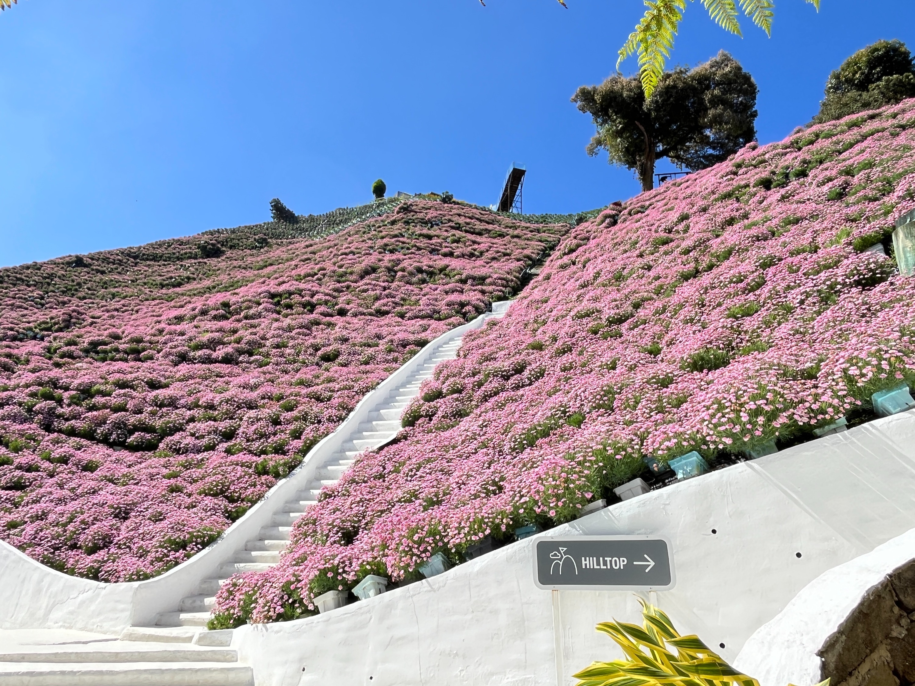 金马仑高原植物园门票