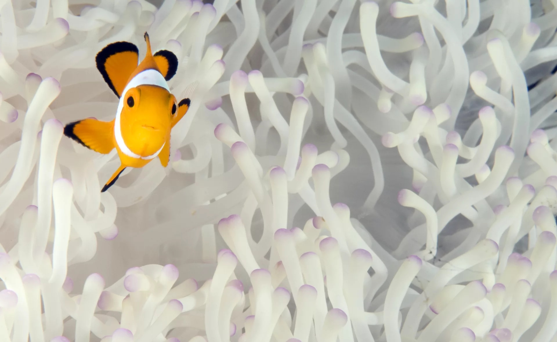 巴厘岛水上运动门户：开放水域课程与PADI5*潜水中心