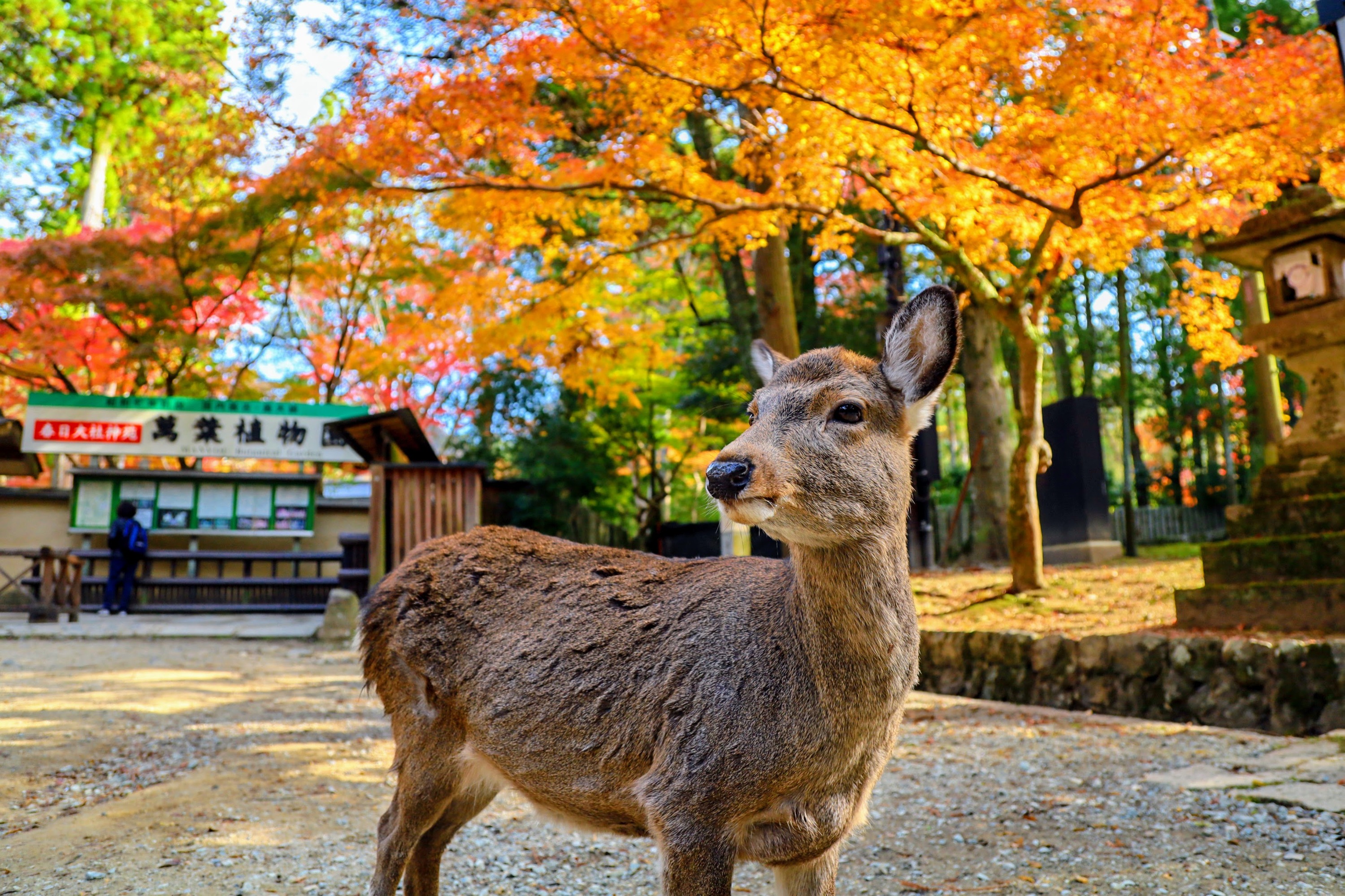 奈良 (Nara) & 京都 (Kyoto) 一日巴士游