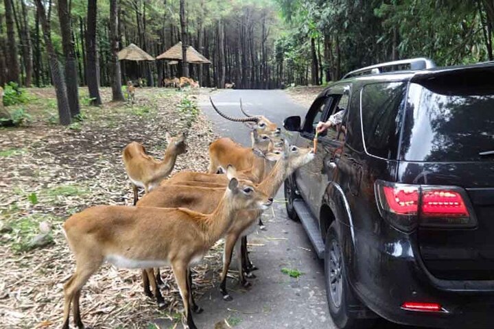 茂物野生动物园和赫哈咖啡馆瀑布一日游（雅加达出发）