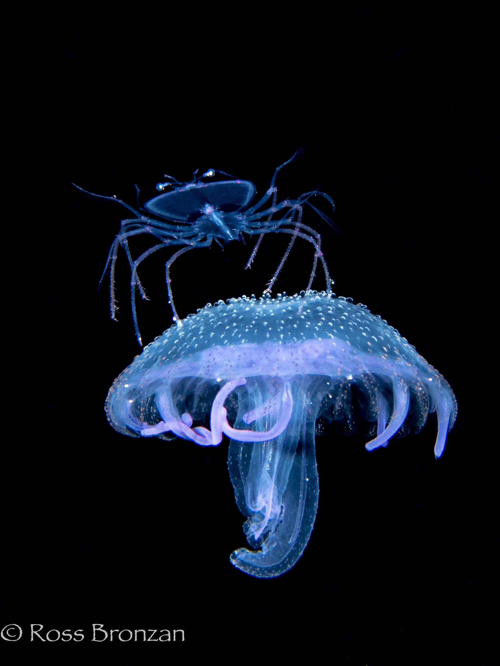 潜得更远，潜水更安全：夏威夷高氧在线学习与 PADI 5*Center