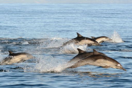 圣地亚哥鲸鱼与海豚观赏冒险