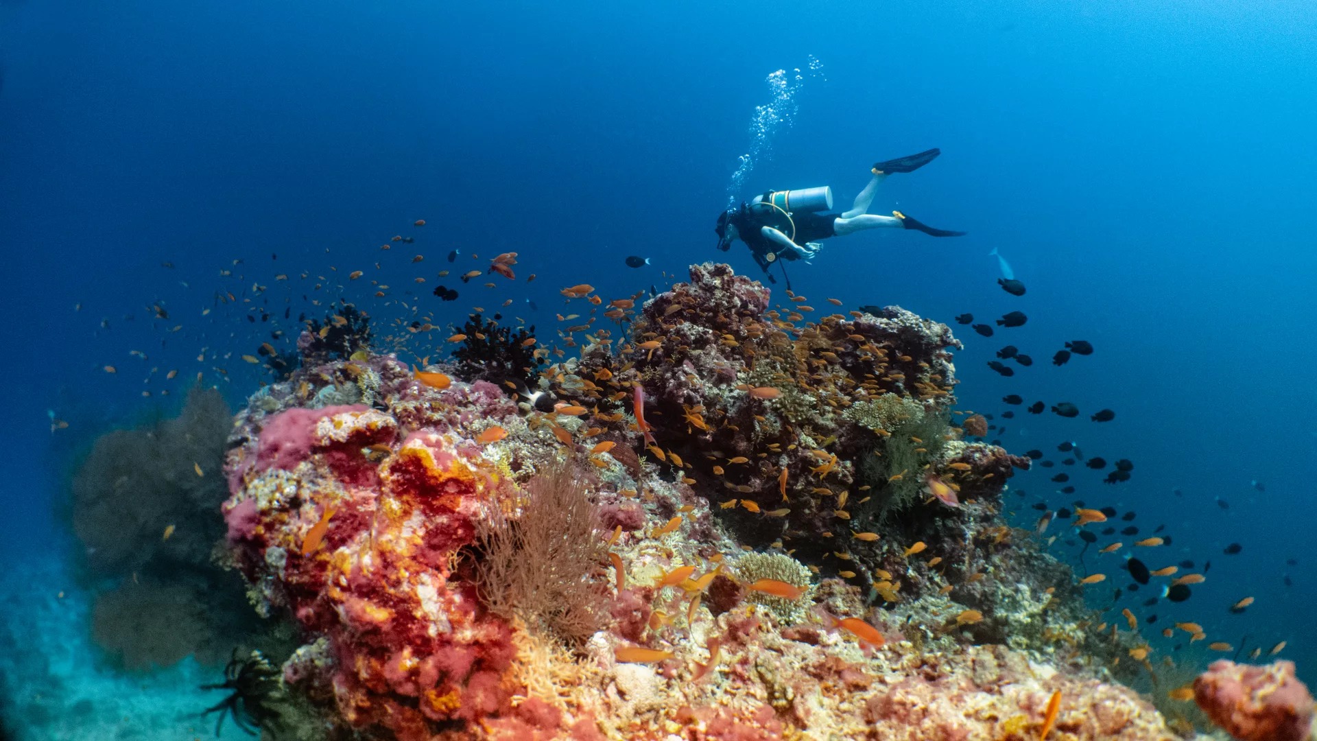 潜入芭环礁的辉煌：开放水域与PADI 5 * 潜水中心