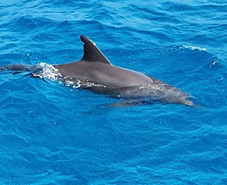 赫尔格达浮潜一日游（PADI五星级潜水中心）