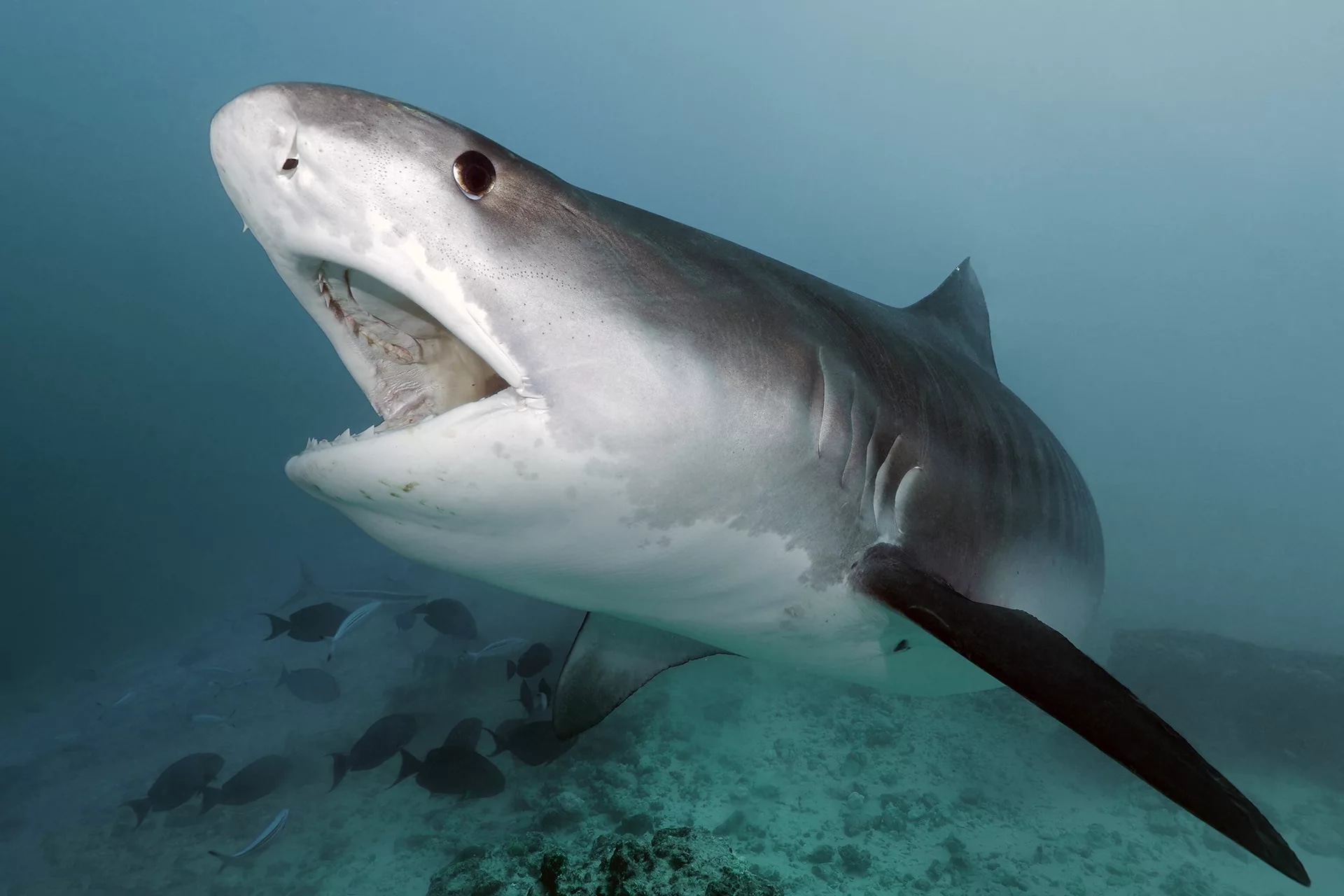 揭开 Fuvahmulah 的秘密：PADI 中心全日潜水之旅