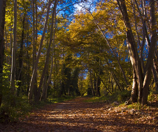 Steni Evias村板栗林私人之旅